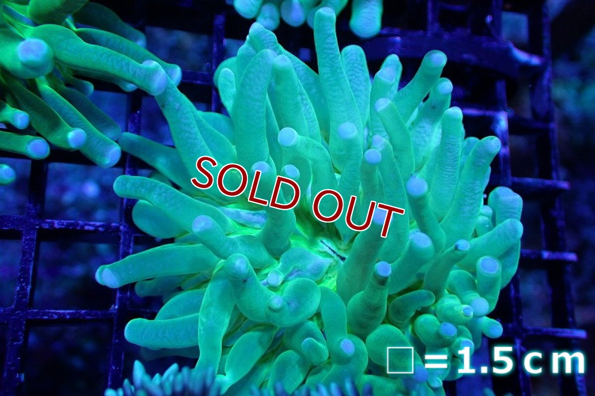 画像1: 【サンゴ】【通販】パラオクサビライシ（Metallic Green) SMサイズ（個体販売）No.4（生体）（サンゴ） (1)