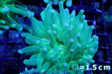 画像1: 【サンゴ】【通販】パラオクサビライシ（Metallic Green) SMサイズ（個体販売）No.4（生体）（サンゴ） (1)