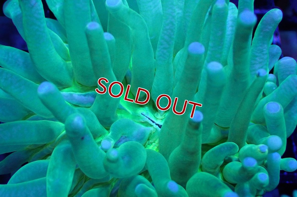 画像2: 【サンゴ】【通販】パラオクサビライシ（Metallic Green) SMサイズ（個体販売）No.4（生体）（サンゴ） (2)