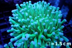 画像1: 【サンゴ】【通販】パラオクサビライシ（Metallic Green) Mサイズ（個体販売）No.5（生体）（サンゴ） (1)