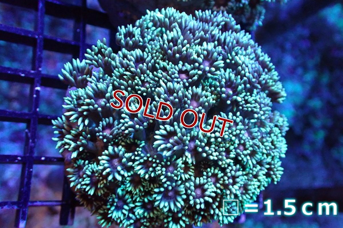 画像1: 【サンゴ】【通販】ハナガササンゴ（Green/Pink Core)Mサイズ（個体販売）No.1（生体）（サンゴ） (1)