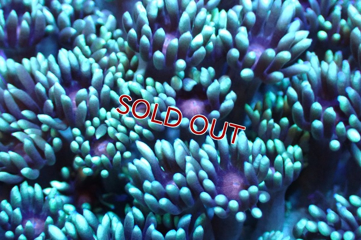 画像2: 【サンゴ】【通販】ハナガササンゴ（Green/Pink Core)Mサイズ（個体販売）No.1（生体）（サンゴ） (2)