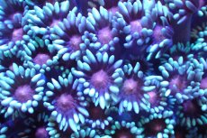 画像2: 【サンゴ】【通販】ハナガササンゴ（Green/Pink Core)Mサイズ（個体販売）No.2（生体）（サンゴ） (2)