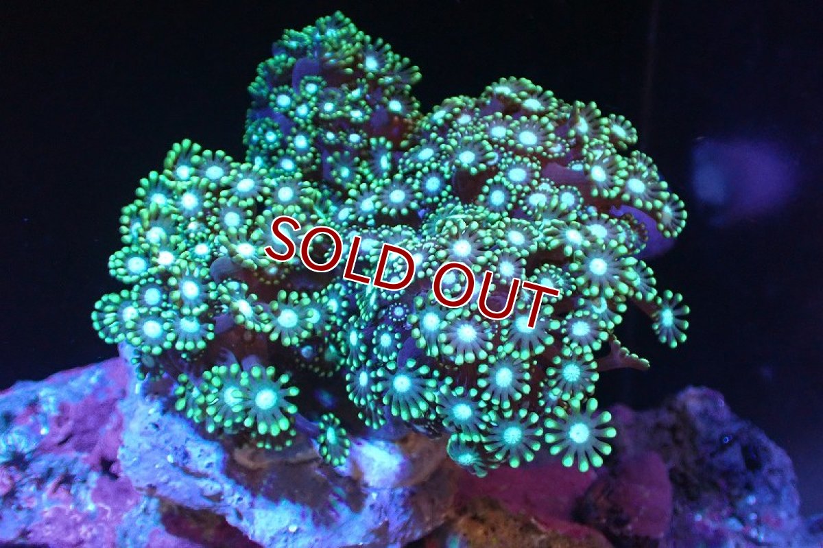 画像1: 【サンゴ】【通販】ブリード エダアワサンゴ（Metallic Green)（個体販売）(±10-13ｃｍ）No.1（生体）（サンゴ） (1)