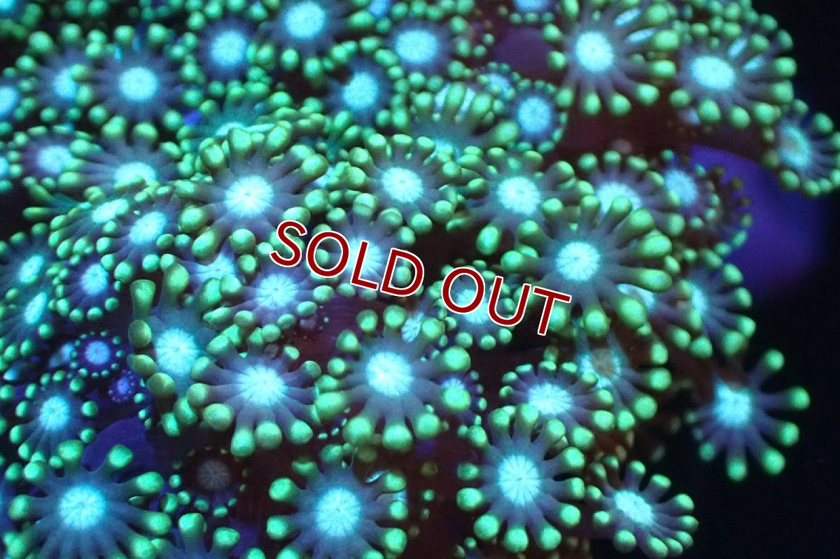 画像2: 【サンゴ】【通販】ブリード エダアワサンゴ（Metallic Green)（個体販売）(±10-13ｃｍ）No.1（生体）（サンゴ） (2)