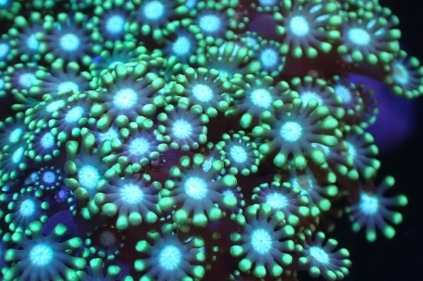 【サンゴ】ブリードエダイボサンゴ（メタリックグリーン）（個体販売）（±8ｃｍ）No.3（生体） サンゴブリード エダイボサンゴ（メタリックグリーン）Lサイズ（個体