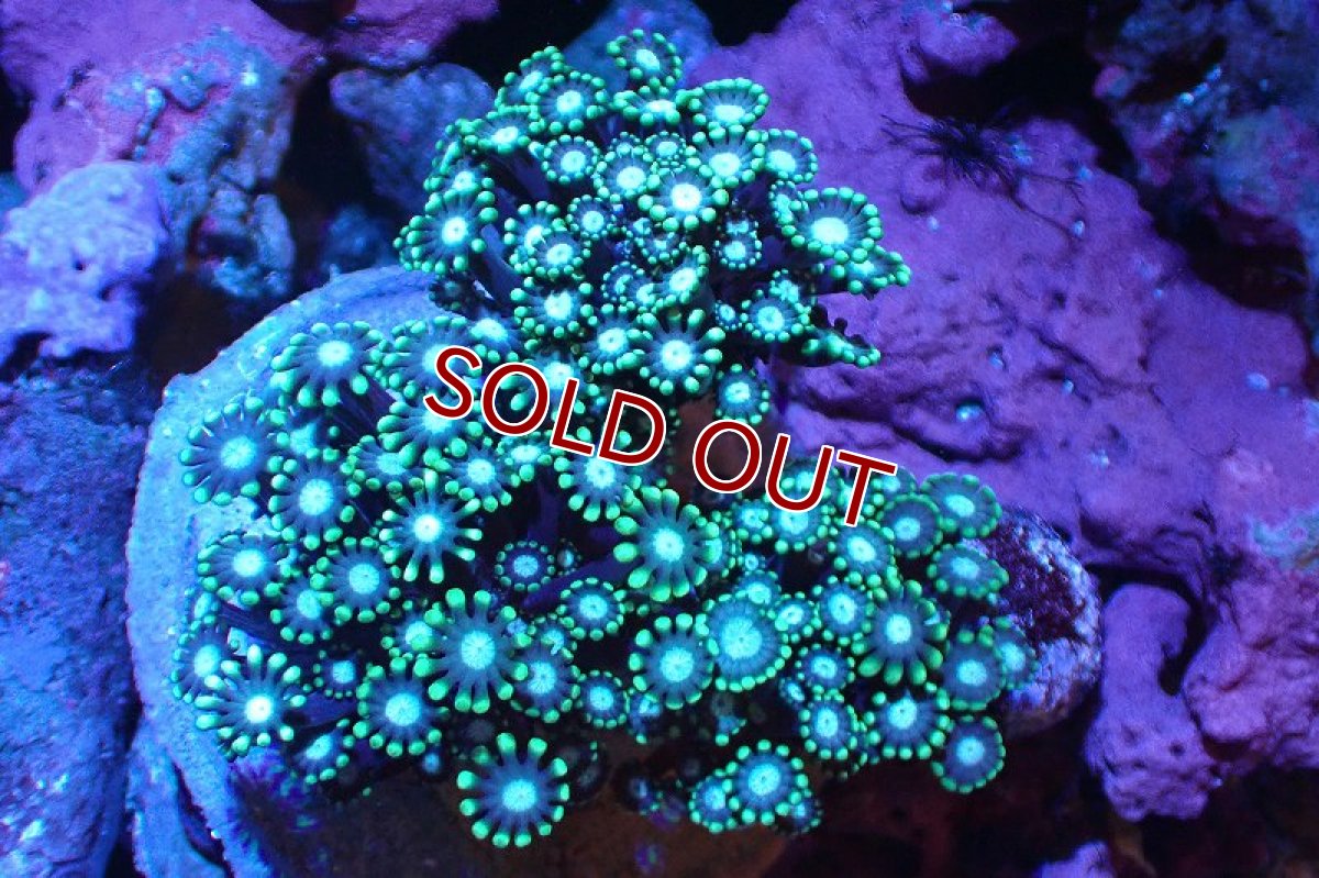 画像1: 【サンゴ】【通販】ブリード エダアワサンゴ（Metallic Green)（個体販売）(±10-13ｃｍ）No.2（生体）（サンゴ） (1)