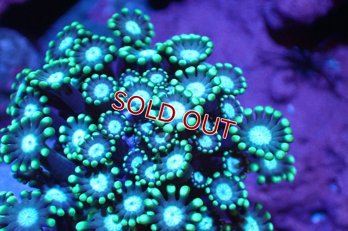 画像2: 【サンゴ】【通販】ブリード エダアワサンゴ（Metallic Green)（個体販売）(±10-13ｃｍ）No.2（生体）（サンゴ） (2)