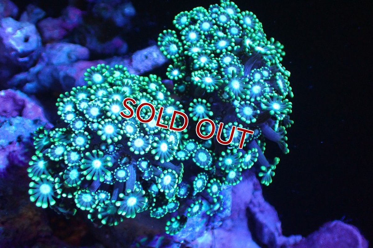 画像1: 【サンゴ】【通販】ブリード エダアワサンゴ（Metallic Green)（個体販売）(±10-13ｃｍ）No.3（生体）（サンゴ） (1)