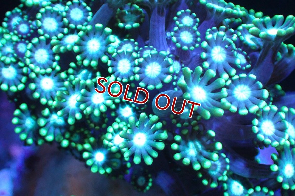 画像2: 【サンゴ】【通販】ブリード エダアワサンゴ（Metallic Green)（個体販売）(±10-13ｃｍ）No.3（生体）（サンゴ） (2)