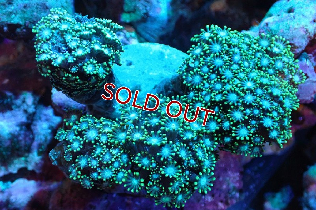 画像1: 【サンゴ】【通販】ブリード エダアワサンゴ（Metallic Green)（個体販売）(±10-13ｃｍ）No.6（生体）（サンゴ） (1)