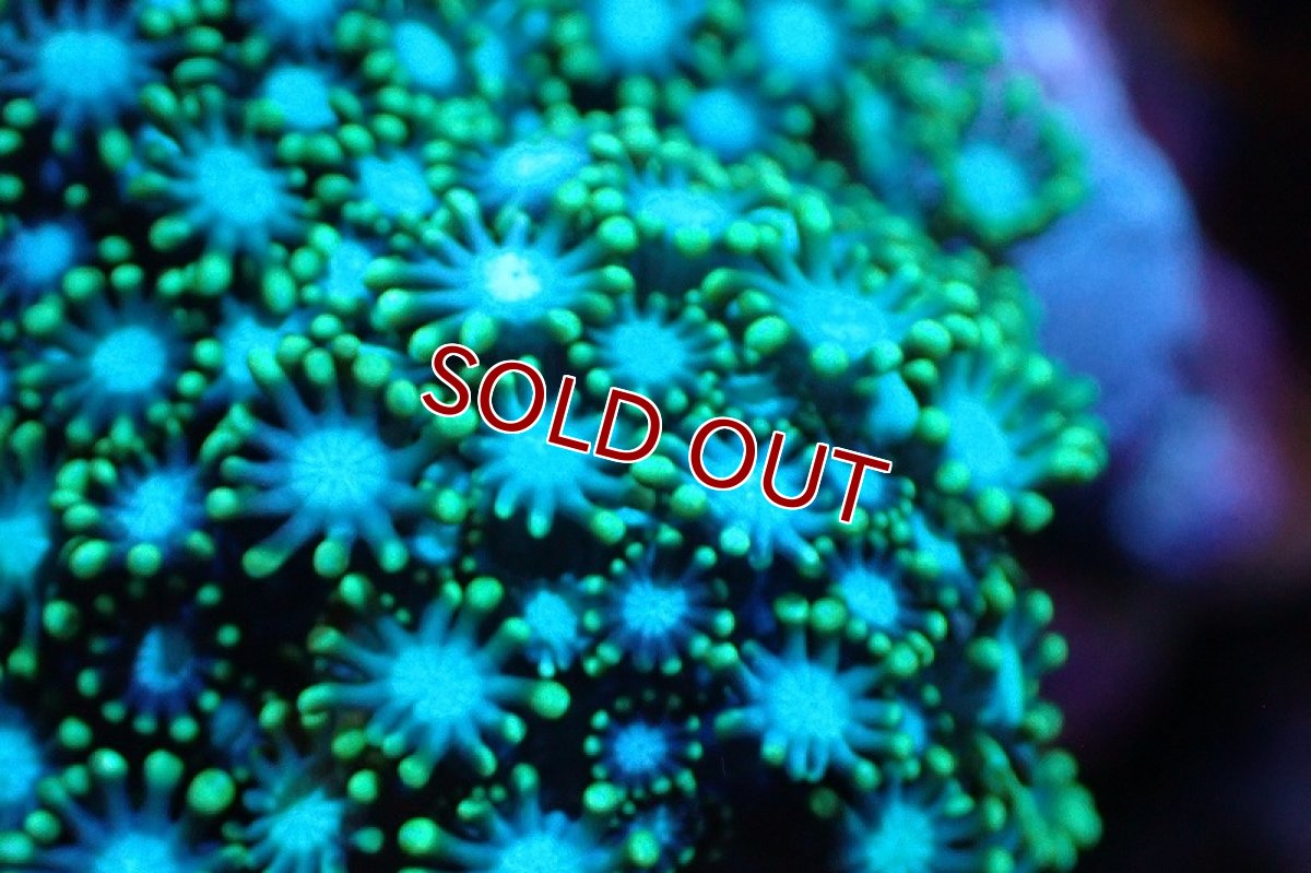 画像2: 【サンゴ】【通販】ブリード エダアワサンゴ（Metallic Green)（個体販売）(±10-13ｃｍ）No.6（生体）（サンゴ） (2)