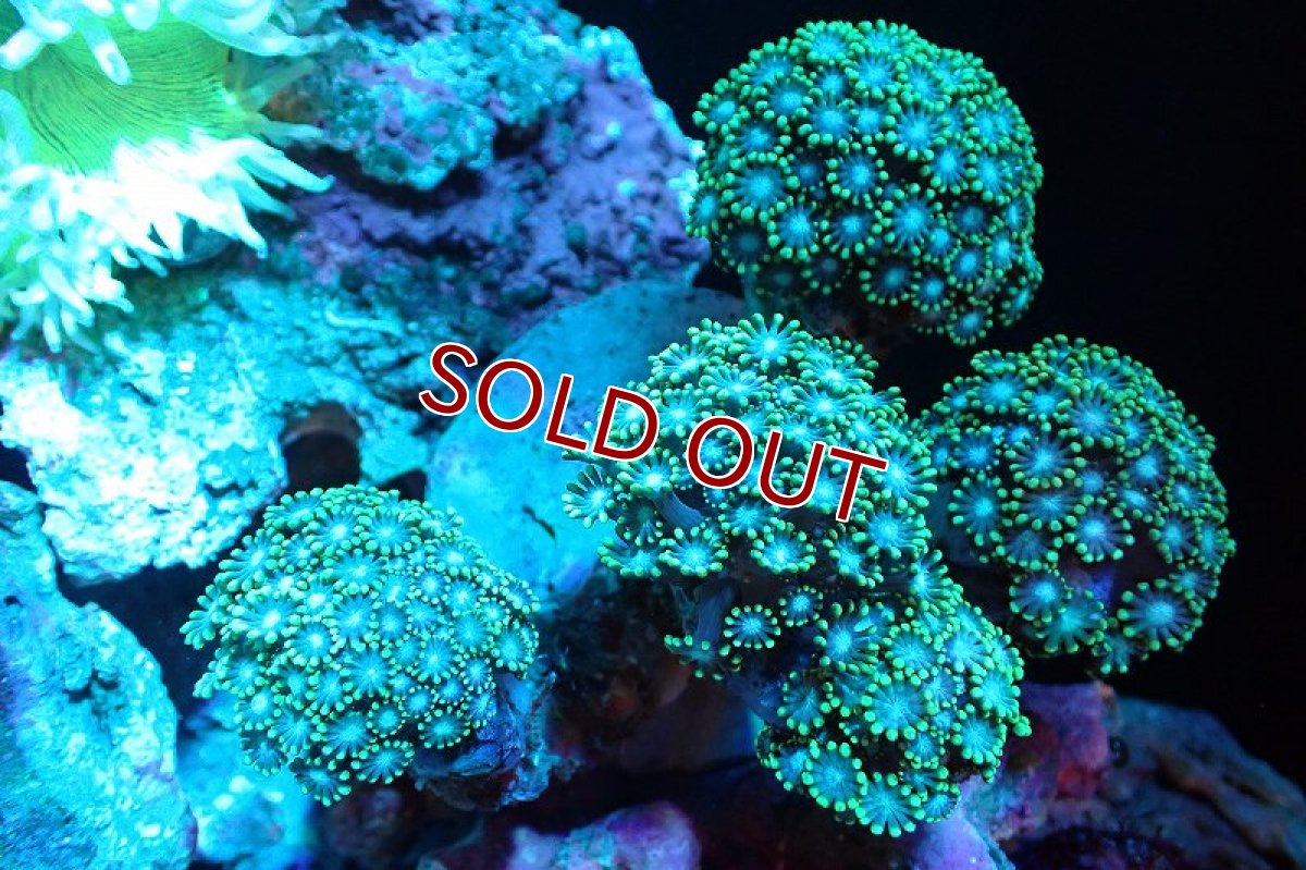 画像1: 【サンゴ】【通販】ブリード エダアワサンゴ（Metallic Green)（個体販売）(±10-13ｃｍ）No.7（生体）（サンゴ） (1)