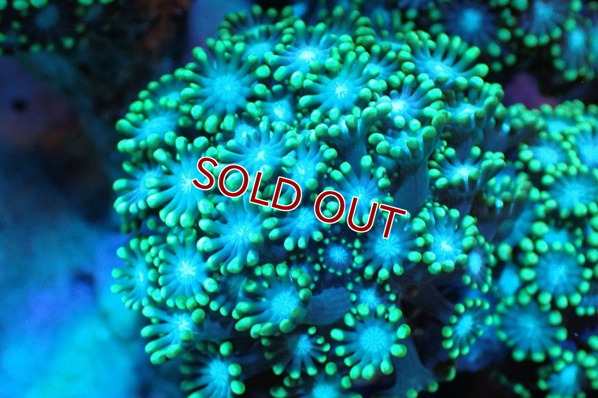 画像2: 【サンゴ】【通販】ブリード エダアワサンゴ（Metallic Green)（個体販売）(±10-13ｃｍ）No.7（生体）（サンゴ） (2)