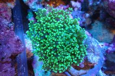 画像1: 【サンゴ】【通販】ブリード ホンタコアシサンゴ（Metallic Green)Mサイズ（個体販売）(±8-11ｃｍ）No.1（生体）（サンゴ） (1)