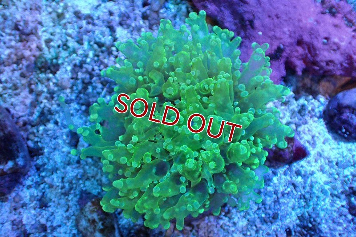 画像1: 【サンゴ】【通販】ブリード ホンタコアシサンゴ（Metallic Green)Sサイズ（個体販売）(±6-8ｃｍ）No.2（生体）（サンゴ） (1)