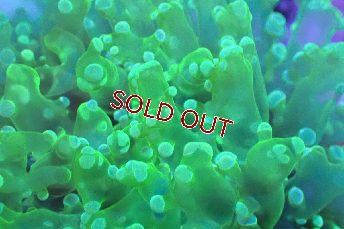 画像2: 【サンゴ】【通販】ブリード ホンタコアシサンゴ（Metallic Green)Sサイズ（個体販売）(±6-8ｃｍ）No.2（生体）（サンゴ） (2)