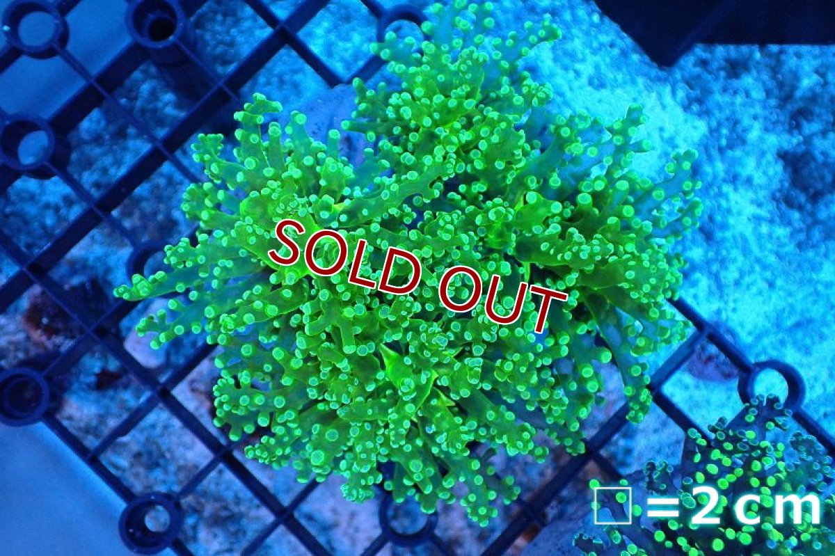 画像1: 【サンゴ】【通販】ブリード コエダナガレハナサンゴ（Metallic Green)（個体販売）(±10-13ｃｍ）No.1（生体）（サンゴ） (1)