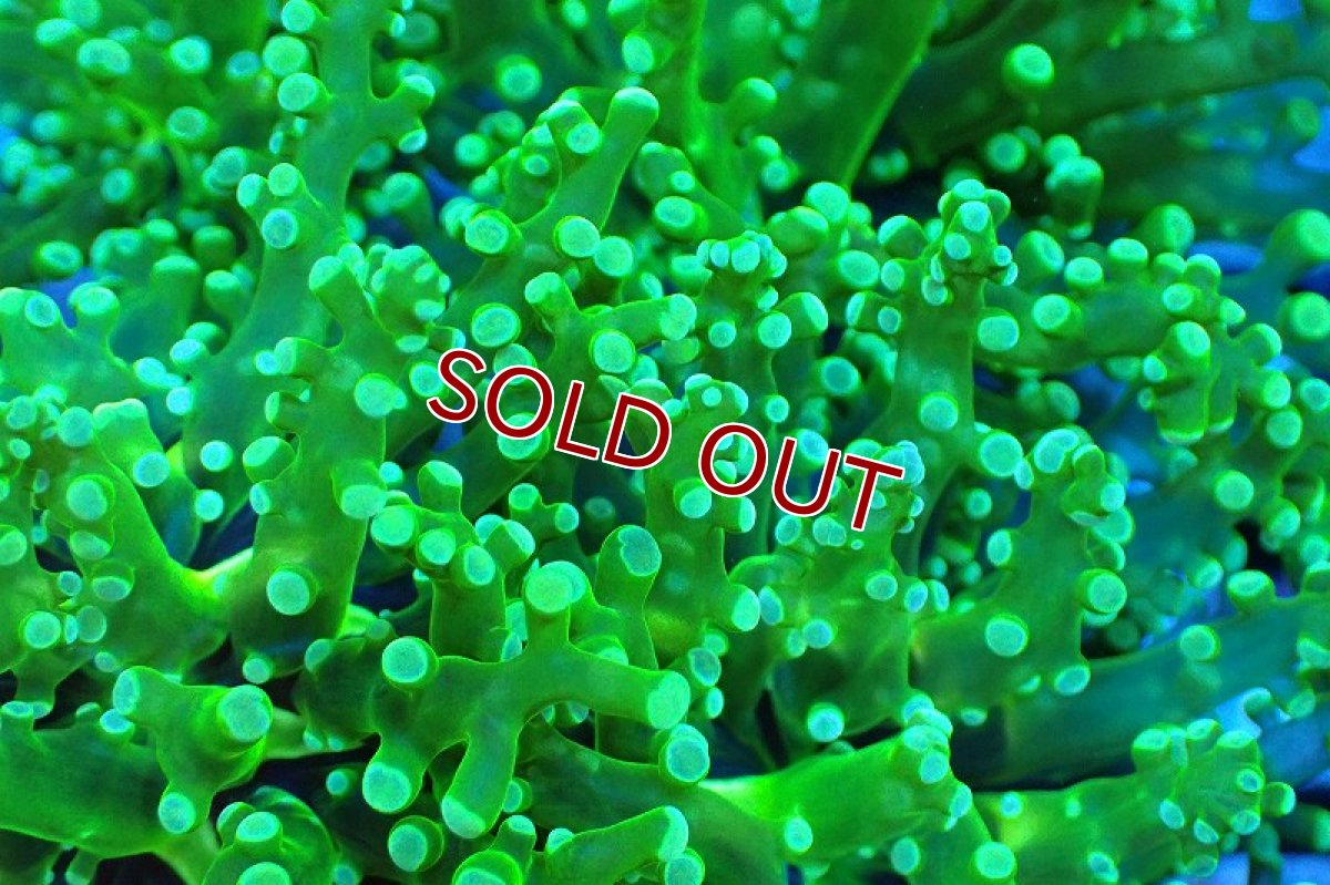 画像2: 【サンゴ】【通販】ブリード コエダナガレハナサンゴ（Metallic Green)（個体販売）(±10-13ｃｍ）No.1（生体）（サンゴ） (2)