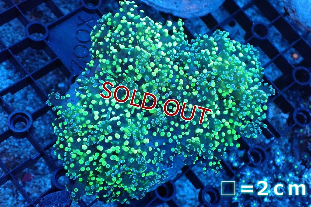 画像1: 【サンゴ】【通販】ブリード コエダナガレハナサンゴ（Metallic Green)（個体販売）(±10-13ｃｍ）No.5（生体）（サンゴ） (1)