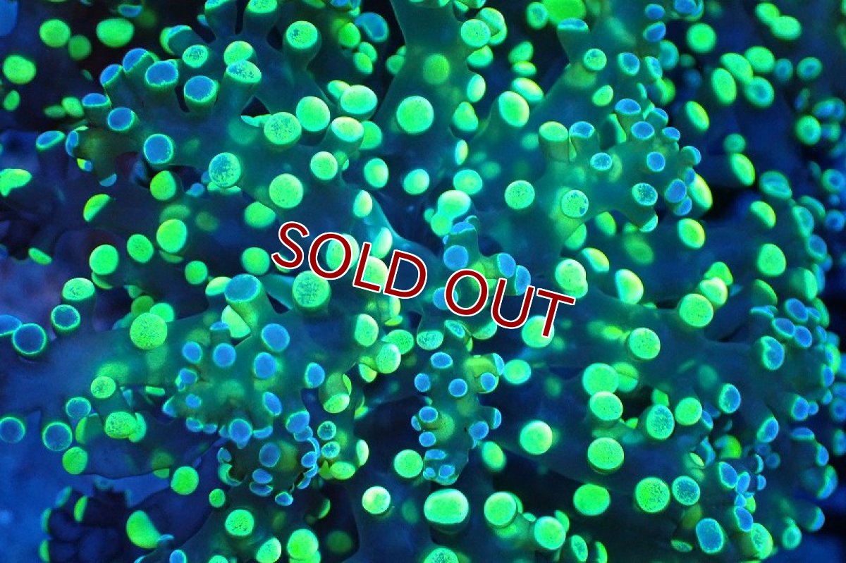 画像2: 【サンゴ】【通販】ブリード コエダナガレハナサンゴ（Metallic Green)（個体販売）(±10-13ｃｍ）No.5（生体）（サンゴ） (2)