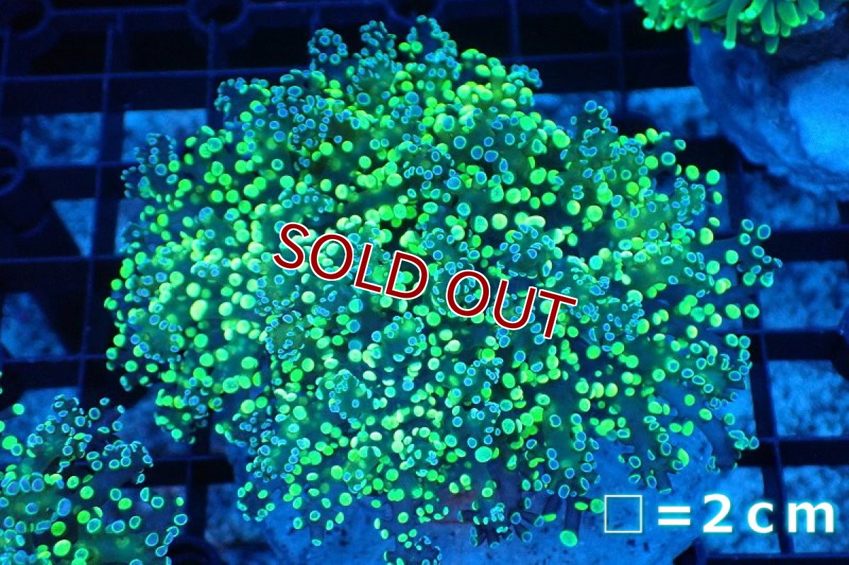 画像1: 【サンゴ】【通販】ブリード コエダナガレハナサンゴ（Metallic Green)（個体販売）(±10-13ｃｍ）No.7（生体）（サンゴ） (1)