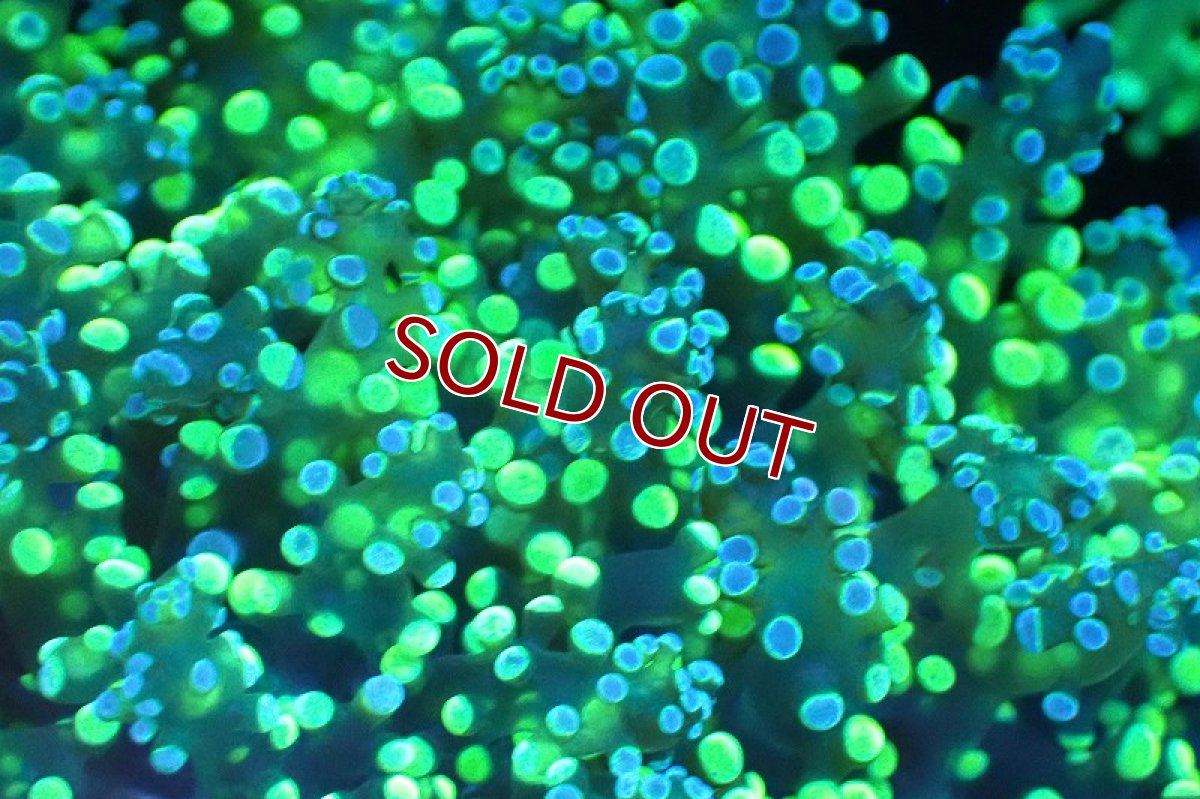 画像2: 【サンゴ】【通販】ブリード コエダナガレハナサンゴ（Metallic Green)（個体販売）(±10-13ｃｍ）No.7（生体）（サンゴ） (2)