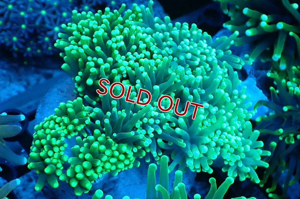画像1: 【サンゴ】【通販】ブリード トーチコーラル（Metallic Green)（個体販売）(±10-13ｃｍ）No.3（生体）（サンゴ） (1)