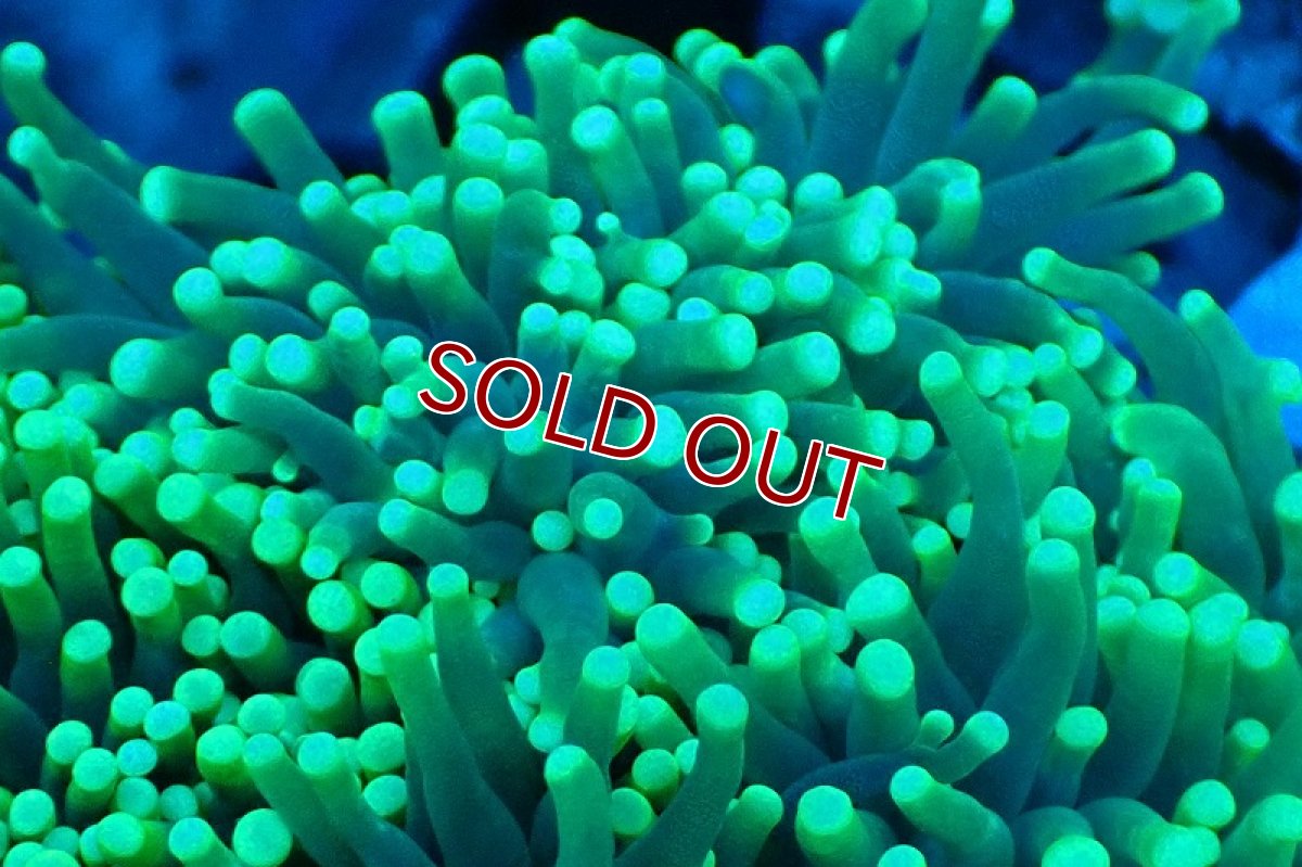 画像2: 【サンゴ】【通販】ブリード トーチコーラル（Metallic Green)（個体販売）(±10-13ｃｍ）No.3（生体）（サンゴ） (2)