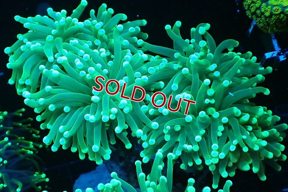 画像1: 【サンゴ】【通販】ブリード トーチコーラル（Metallic Green)（個体販売）(±10-13ｃｍ）No.4（生体）（サンゴ） (1)