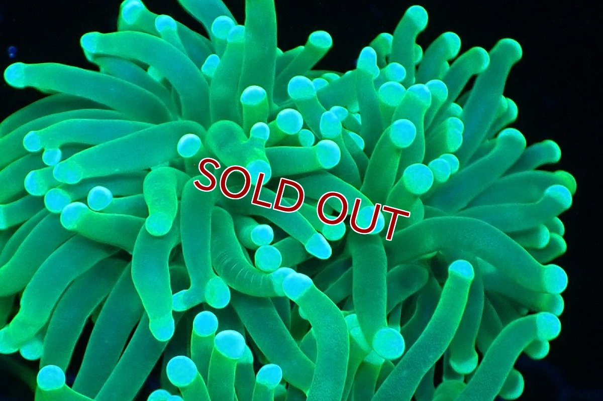 画像2: 【サンゴ】【通販】ブリード トーチコーラル（Metallic Green)（個体販売）(±10-13ｃｍ）No.4（生体）（サンゴ） (2)