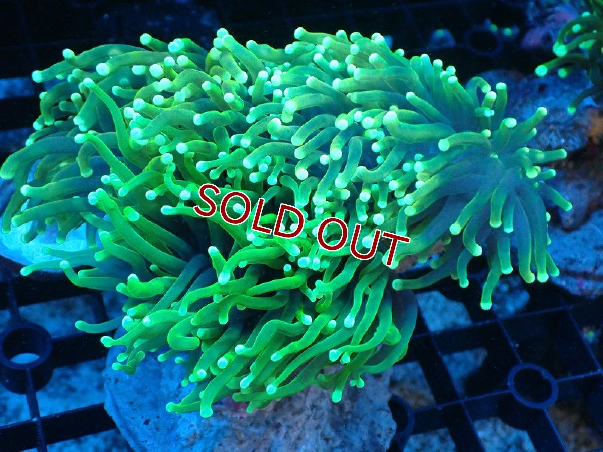 画像1: 【サンゴ】【通販】ブリード トーチコーラル（Metallic Green)（個体販売）(±10-13ｃｍ）No.7（生体）（サンゴ） (1)
