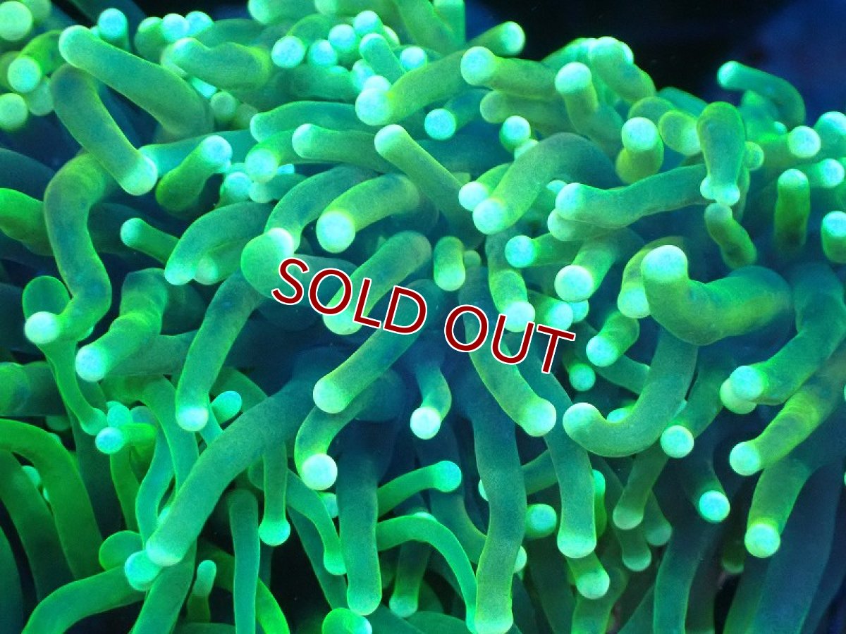 画像2: 【サンゴ】【通販】ブリード トーチコーラル（Metallic Green)（個体販売）(±10-13ｃｍ）No.7（生体）（サンゴ） (2)