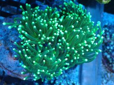 画像1: 【サンゴ】【通販】ブリード トーチコーラル（Metallic Green)（個体販売）(±10-13ｃｍ）No.8（生体）（サンゴ） (1)