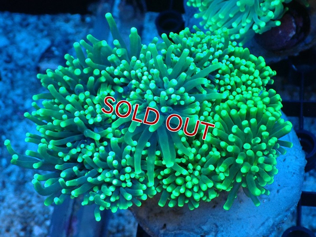 画像1: 【サンゴ】【通販】ブリード トーチコーラル（Metallic Green)（個体販売）(±10-13ｃｍ）No.10（生体）（サンゴ） (1)