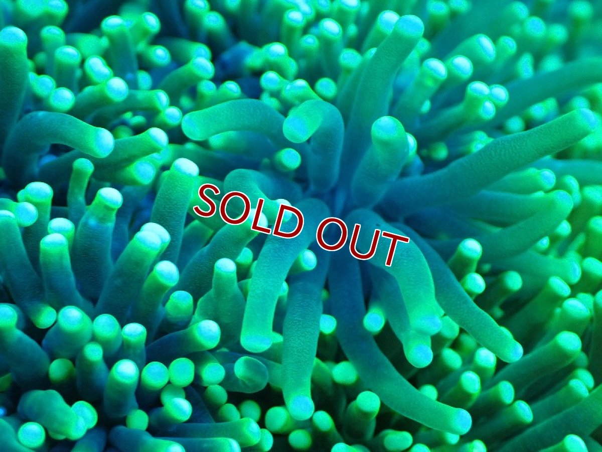 画像2: 【サンゴ】【通販】ブリード トーチコーラル（Metallic Green)（個体販売）(±10-13ｃｍ）No.10（生体）（サンゴ） (2)
