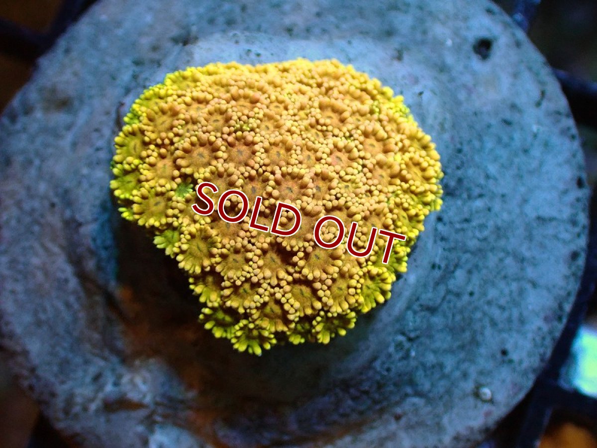 画像1: 【サンゴ】【通販】ハナガササンゴ（Special Color)Sサイズ（個体販売）(±3-5ｃｍ）No.1（生体）（サンゴ） (1)