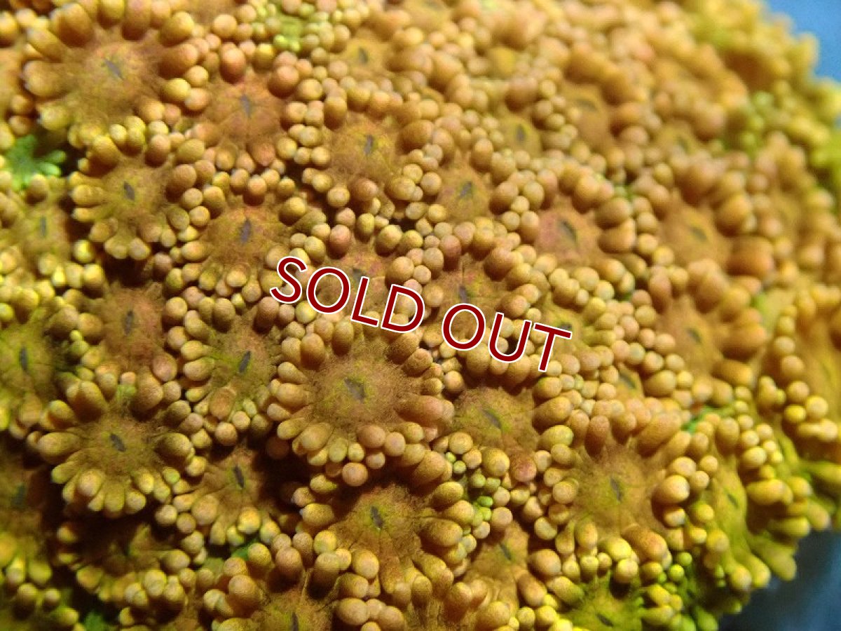 画像2: 【サンゴ】【通販】ハナガササンゴ（Special Color)Sサイズ（個体販売）(±3-5ｃｍ）No.1（生体）（サンゴ） (2)