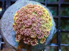 画像1: 【サンゴ】【通販】ハナガササンゴ（Special Color)SMサイズ（個体販売）(±4-6ｃｍ）No.2（生体）（サンゴ） (1)