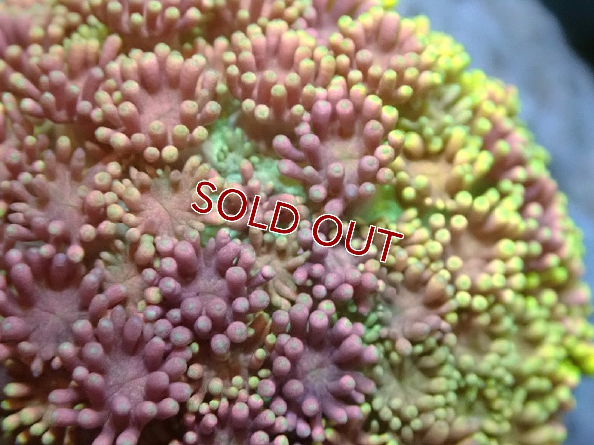 画像2: 【サンゴ】【通販】ハナガササンゴ（Special Color)SMサイズ（個体販売）(±4-6ｃｍ）No.2（生体）（サンゴ） (2)