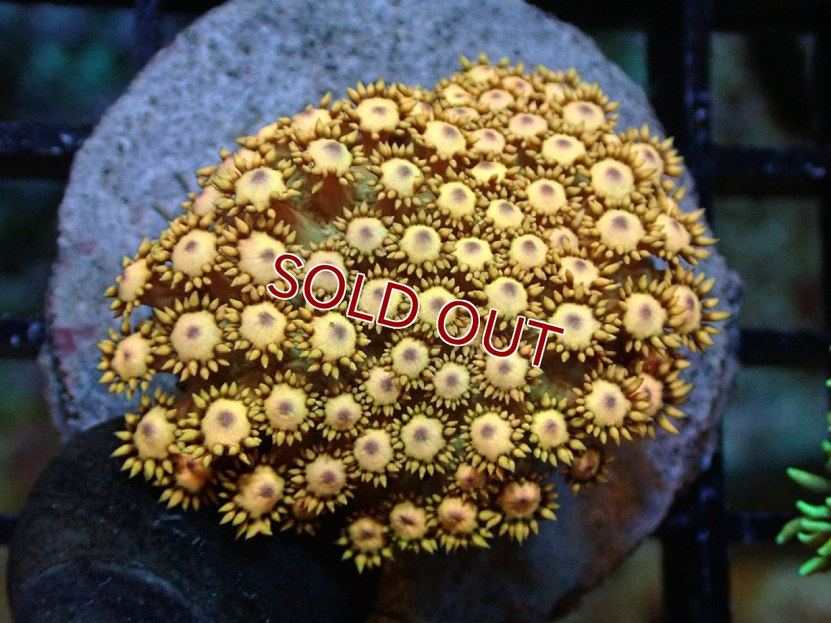 画像1: 【サンゴ】【通販】ハナガササンゴ（Special Color)SMサイズ（個体販売）(±4-6ｃｍ）No.3（生体）（サンゴ） (1)