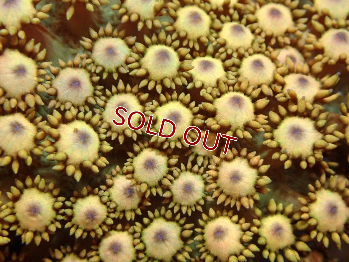 画像2: 【サンゴ】【通販】ハナガササンゴ（Special Color)SMサイズ（個体販売）(±4-6ｃｍ）No.3（生体）（サンゴ） (2)