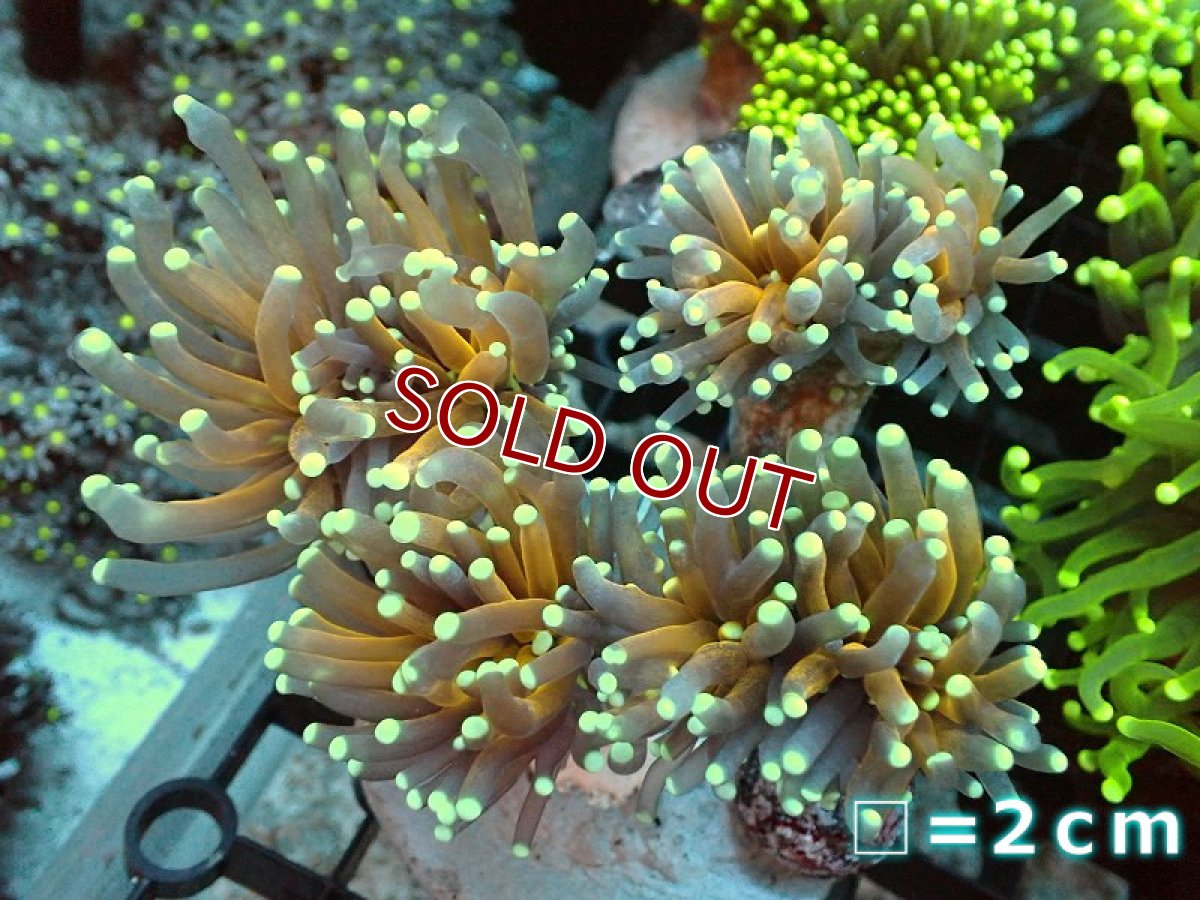 画像1: 【サンゴ】【通販】ブリード ゴールドトーチコーラル（個体販売）No.1（生体）（サンゴ） (1)