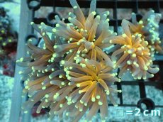 画像1: 【サンゴ】【通販】ブリード ゴールドトーチコーラル（個体販売）No.2（生体）（サンゴ） (1)