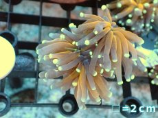 画像1: 【サンゴ】【通販】フラグ ゴールドトーチコーラル（2 heads)（個体販売）No.1（生体）（サンゴ） (1)