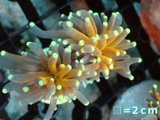 画像1: 【サンゴ】【通販】フラグ ゴールドトーチコーラル（2 heads)（個体販売）No.2（生体）（サンゴ） (1)
