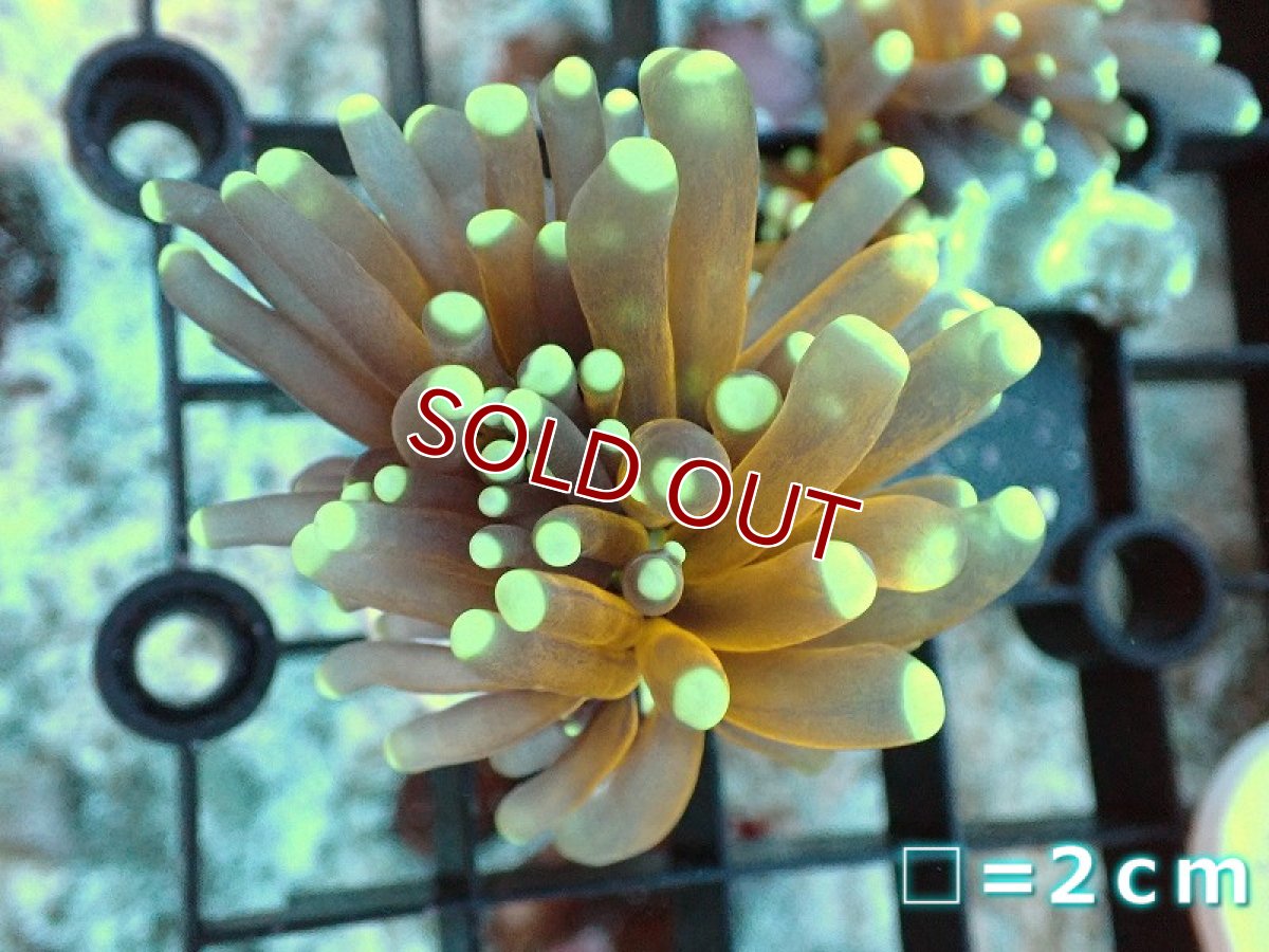 画像1: 【サンゴまとめ買い割引き10％〜20%OFF対象商品】【サンゴ】【通販】フラグ ゴールドトーチコーラル（1 head)（個体販売）No.4（生体）（サンゴ） (1)