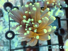 画像1: 【サンゴ】【通販】フラグ ゴールドトーチコーラル（1 head)（個体販売）No.4（生体）（サンゴ） (1)