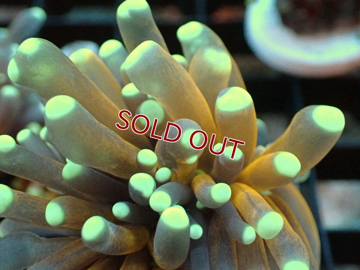 画像2: 【サンゴまとめ買い割引き10％〜20%OFF対象商品】【サンゴ】【通販】フラグ ゴールドトーチコーラル（1 head)（個体販売）No.4（生体）（サンゴ） (2)