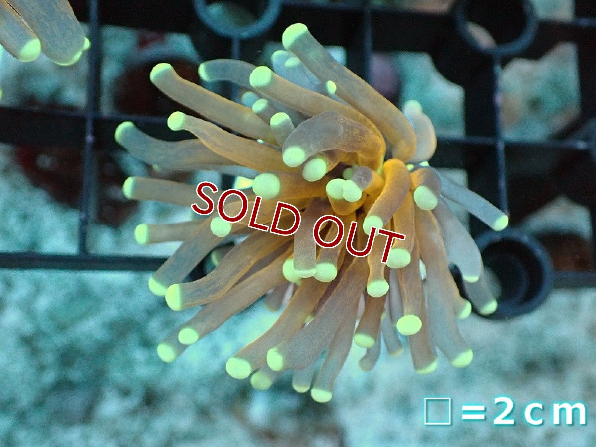 画像1: 【サンゴ】【通販】フラグ ゴールドトーチコーラル（1 head)（個体販売）No.5（生体）（サンゴ） (1)